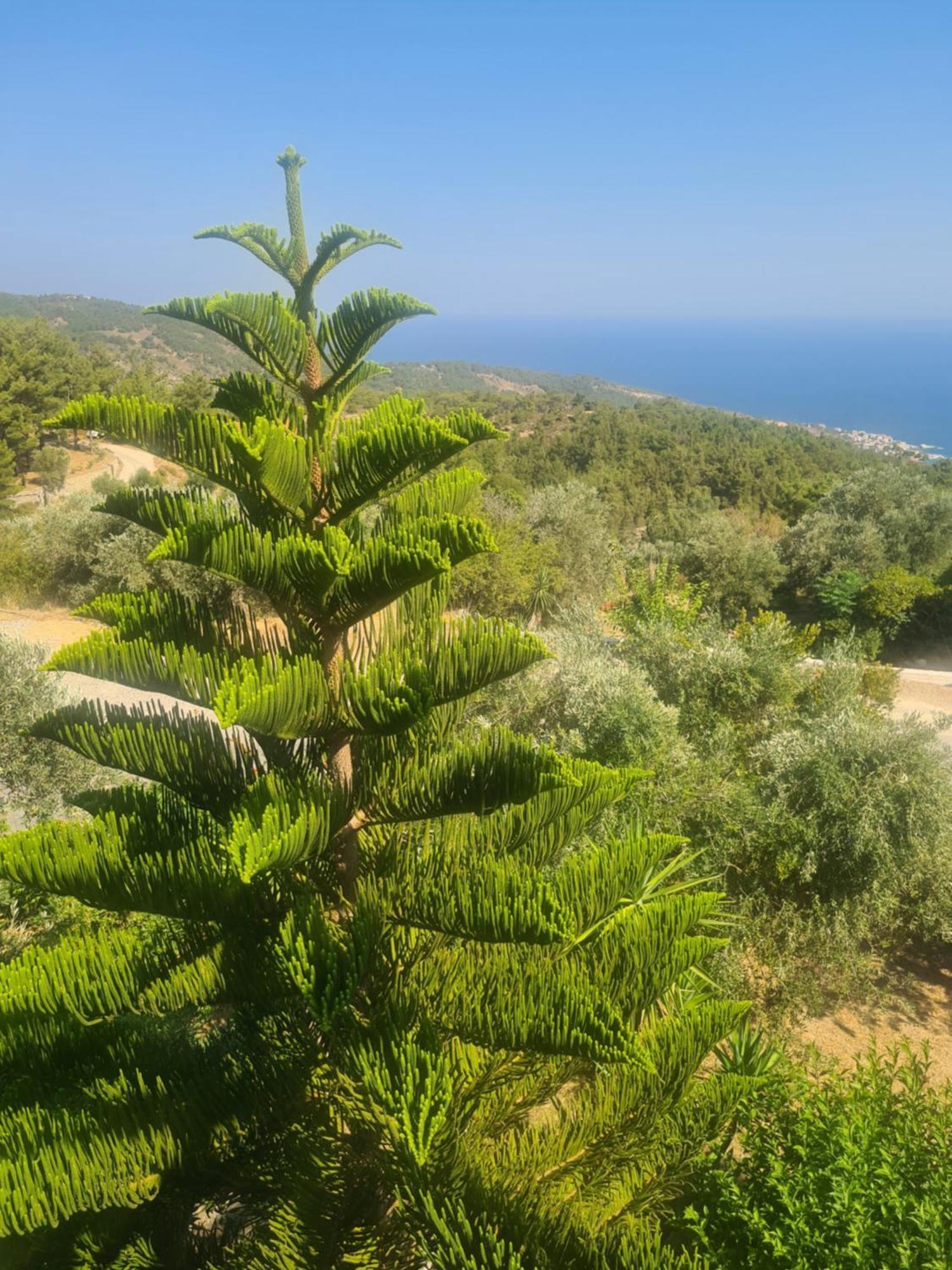Raches  Spitikariotiko Panoramic Home מראה חיצוני תמונה
